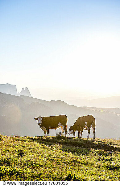 Italy  South Tyrol  Sun setting over two cows grazing in Seiser Alm