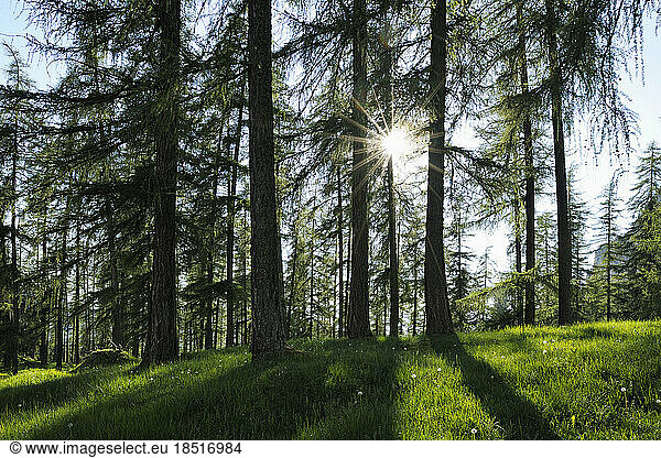 Italy  Trentino-Alto Adige  Summer sun shining over larch trees (Larix decidua) in Dolomites