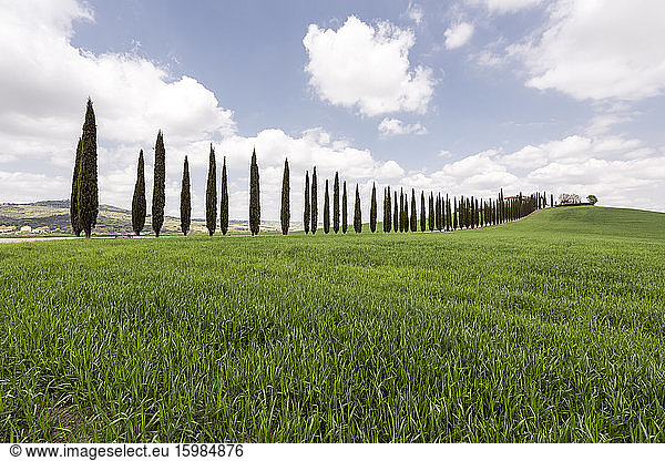 Italy  Tuscany  Grassy meadow and treelined rural road on sunny day