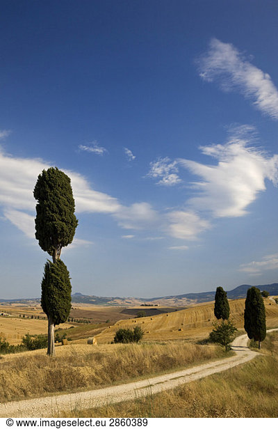 Italy  Tuscany  Hilly landscape  Cypress trees along path