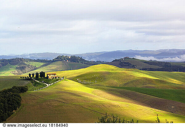 Italy  Tuscany  landscape with flock of sheep