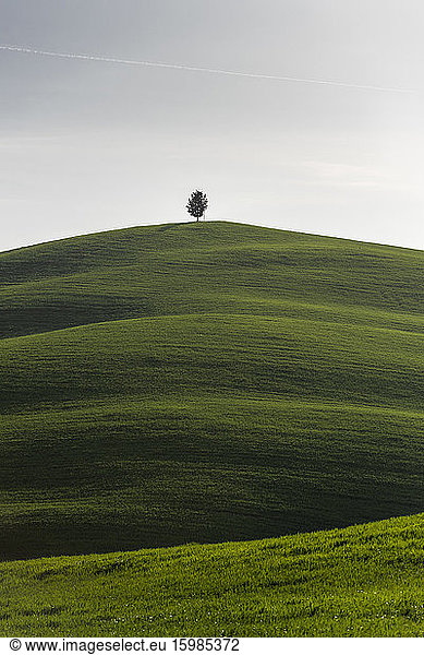 Italy  Tuscany  Lone tree on top of grassy hill