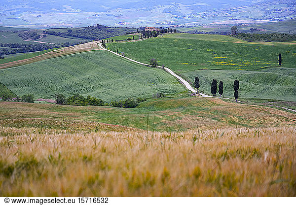 Italy  Tuscany  Orcia Valley  Pienza  Fields and hills