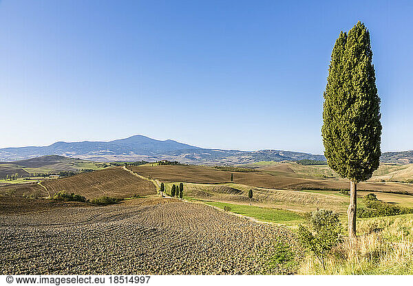 Italy  Tuscany  Pienza  Rural landscape of Val dOrcia with cypress tree in foreground