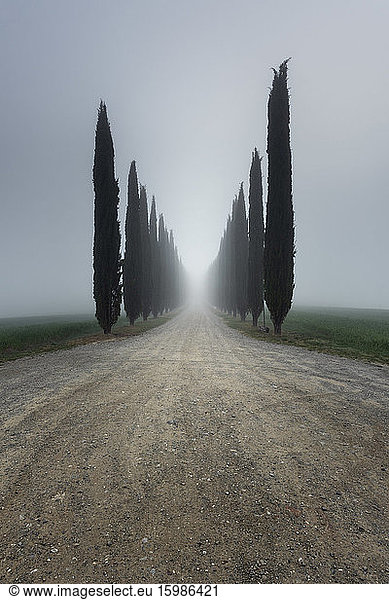 Italy  Tuscany  Rows of cypress trees along empty dirt road during foggy weather