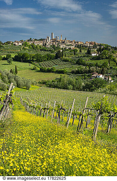 Italy  Tuscany  San Gimignano  Vineyard stretching along yellow meadow in summer