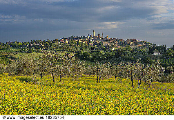Italy  Tuscany  San Gimignano  Yellow wildflowers blooming in summer meadow with town in distant background
