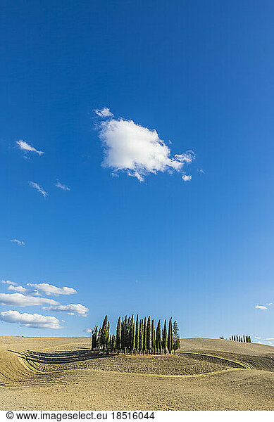 Italy  Tuscany  San Quirico d'Orcia  Blue sky over small grove of cypress trees in Val d'Orcia