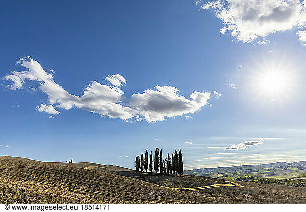 Italy  Tuscany  San Quirico dOrcia  Sun shining over small grove of cypress trees in Val dOrcia