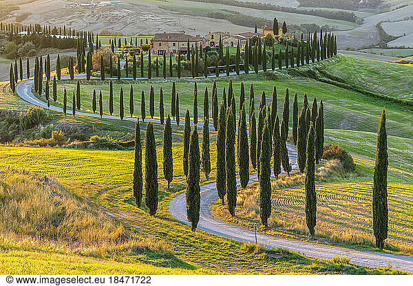 Italy  Tuscany  Treelined country road in summer at dusk
