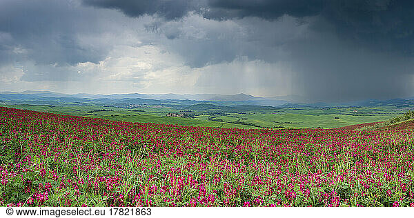Italy  Tuscany  Volterra  Panoramic view of field of red blooming gladioli with storm clouds in background