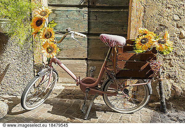 Italy  Veneto  Lazise  Sunflowers on pink bicycle