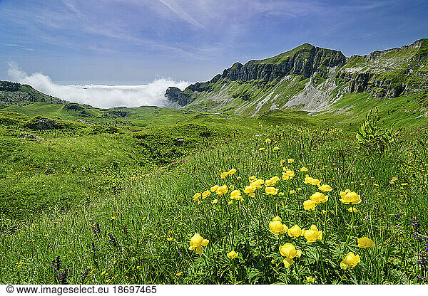 Italy  Veneto  Summer meadow along Alta Via Dolomiti Bellunesi route