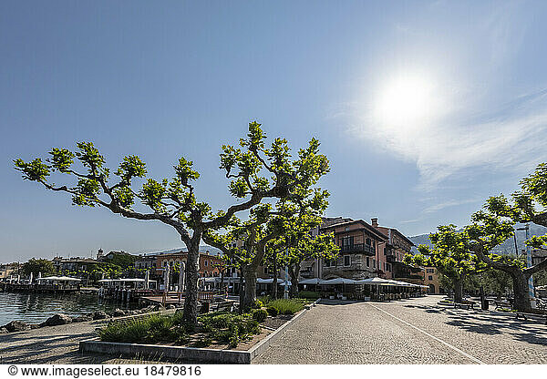 Italy  Veneto  Torri del Benaco  Summer sun shining over trees at Viale Guglielmo Marconi