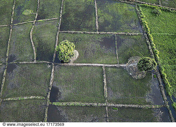 Ivory Coast  Aerial view of African rice paddies