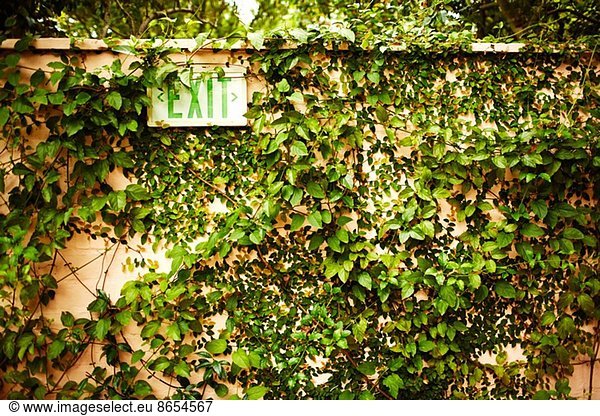 Ivy covered wall and exit sign