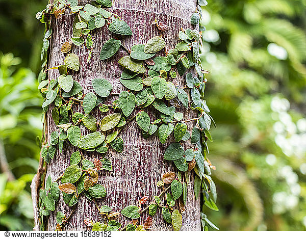 Ivy growing up a tree trunk; Banjar  Bali  Indonesia