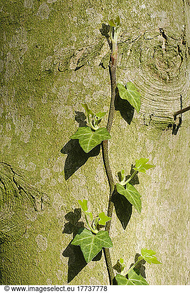 Ivy (Hedera helix) stretching along tree trunk