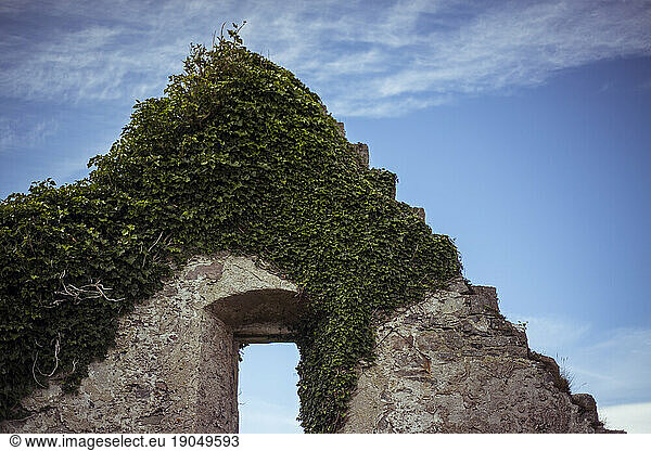 Ivy overgrown stone peak of castle ruin