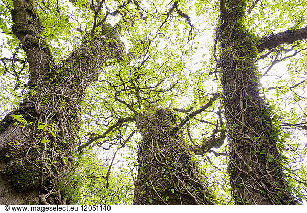Ivy vines surrounding old gnarled tree trunks in springtime on the Isle of Skye in Scotland  United Kingdom