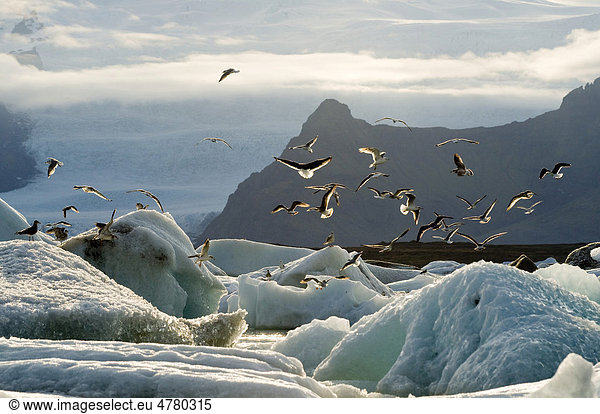 Jökulsarlon  Gletscherlagune  Südwestküste Island  Skandinavien  Europa