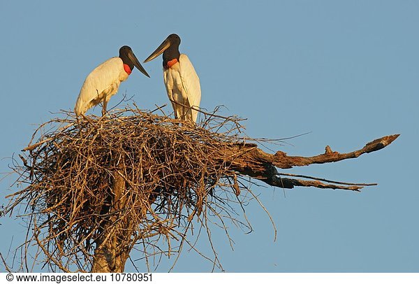Jabiru (Jabiru mycteria)  Paar im Nest  Pantanal  Mato Grosso  Brasilien  Südamerika
