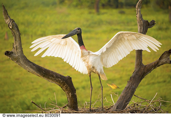 Jabiru Jabiru mycteria Storch
