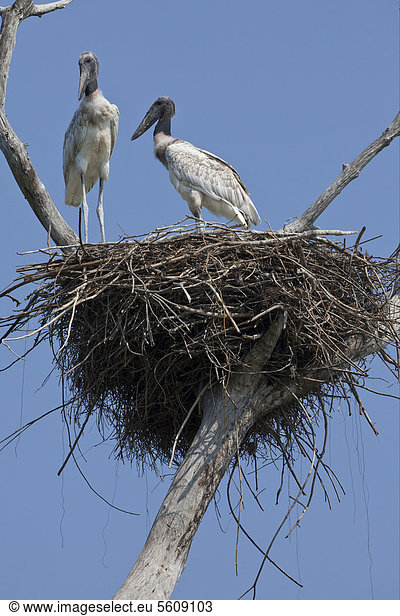 Jabiru (Jabiru mycteria)  zwei Küken  stehend auf Nest  Pantanal  Mato Grosso  Brasilien  Südamerika