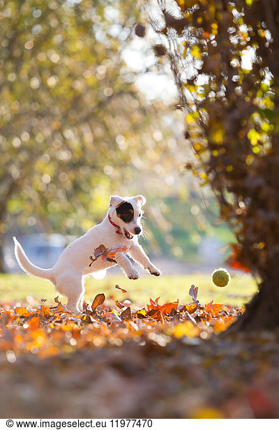 Jack russell chasing tennis ball