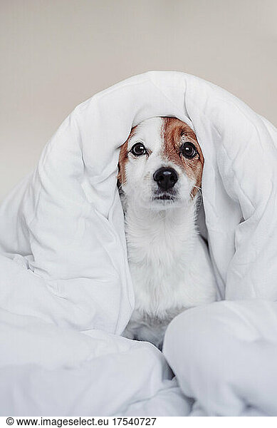 Jack Russell puppy wrapped in blanket against white background