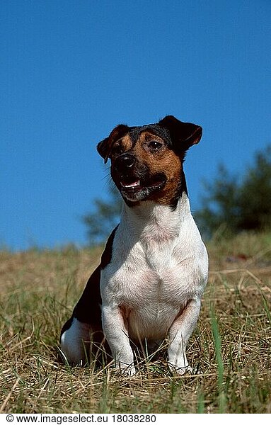 Jack-Russell-Terrier (animals) (außen) (outdoor) (frontal) (head-on) (von vorne) (Wiese) (meadow) (Sommer) (summer) (sitzen) (sitting) (adult) (Säugetiere) (mammals) (Haushund) (domestic dog) (Haustier) (Heimtier) (pet) (dreifarbig) (tricoloured)
