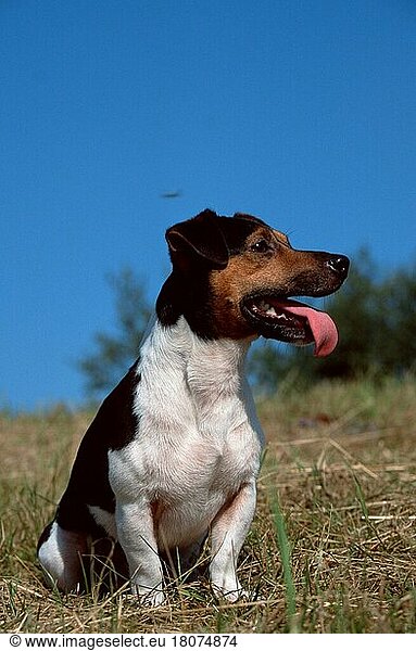 Jack-Russell-Terrier (animals) (außen) (outdoor) (Wiese) (meadow) (hecheln) (panting) (sitzen) (sitting) (adult) (Säugetiere) (mammals) (Haushund) (domestic dog) (Haustier) (Heimtier) (pet) (dreifarbig) (tricoloured)