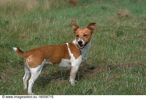 Jack-Russell-Terrier (animals) (Säugetiere) (mammals) (Haushund) (domestic dog) (Haustier) (Heimtier) (pet) (außen) (outdoor) (seitlich) (side) (Wiese) (meadow) (stehen) (standing) (adult) (Querformat) (horizontal)