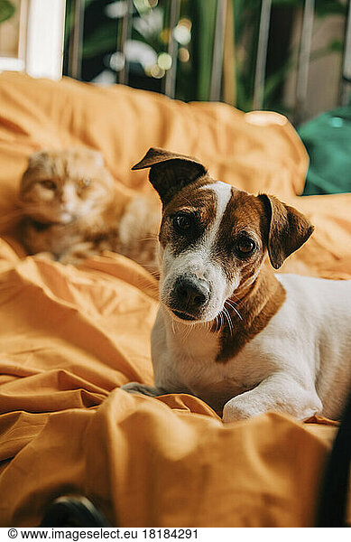 Jack Russell Terrier dog in front of Scottish Fold cat lying on bed