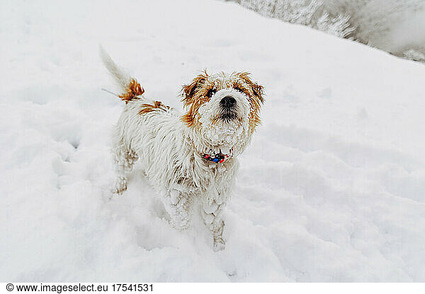 Jack Russell terrier dog on white snow