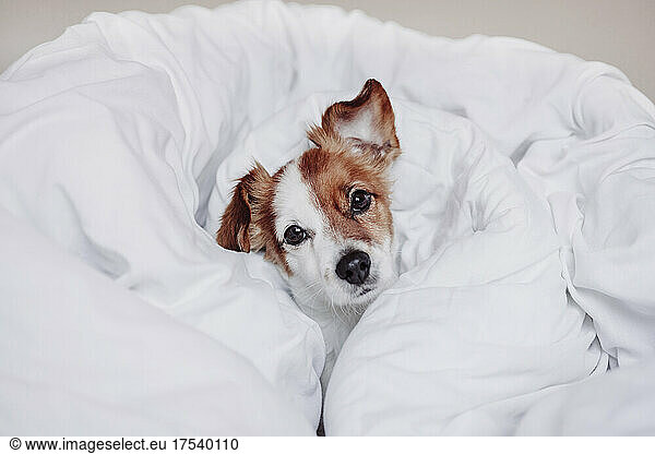 Jack Russell Terrier dog resting in white blanket