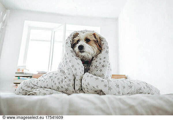Jack Russell Terrier dog wrapped in blanket sitting on bed at home