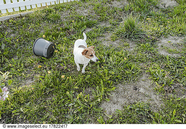 Jack Russell Terrier standing in garden