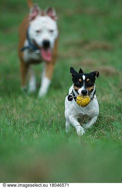 Jack Russell Terrier und American Staffordshire Terrier