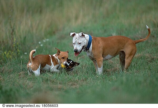 Jack Russell Terrier und American Staffordshire Terrier  Pitbull