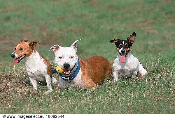 Jack Russell Terrier und American Staffordshire Terrier  Pitbull