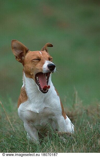 Jack-Russell-Terrier  yawning  gähnend (animals) (Säugetiere) (mammals) (Haushund) (domestic dog) (Haustier) (Heimtier) (pet) (außen) (outdoor) (frontal) (head-on) (von vorne) (Wiese) (meadow) (sitzen) (sitting) (adult) (Kommunikation) (communication) (Humor) (humour)