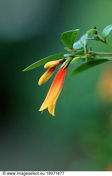 Jacobinia (Jacobinia pauciflora) (Libonia floribunda)  Jakobinie  Zierpflanzen  Blumen  Akanthusgewächse  Acanthaceae  Brasilien  Blüten  Blüte  grün  gelb  gelb  vertikal  Südamerika