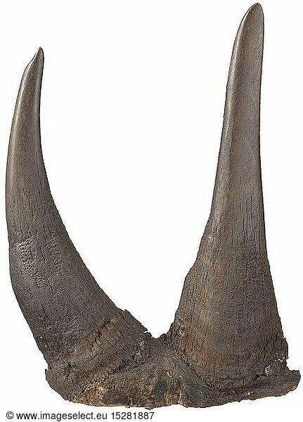 JAGDLICHES  Rhinozeroshorn-TrophÃ¤e  SÃ¼dafrika  1907 Alt prÃ¤pariertes HÃ¶rnerpaar (vorderes und hinteres Horn annÃ¤hernd gleich groÃŸ) eines kapitalen Breitmaulnashorns (Ceratotherium simum). HÃ¶rner mit naturbelassener  leicht rissiger OberflÃ¤che  das vordere Horn mit aufgenieteter Messingplakette  bezeichnet 'Athi plains 1907'. Beide HÃ¶rner auf einer aus der Haut des Tieres gefertigten Basis. LÃ¤nge der HÃ¶rner (jeweils entlang der AuÃŸenkrÃ¼mmung gemessen) 66 cm (vorderes Horn) und 43 cm (hinteres Horn)  Umfang der Hornbasen 46 cm (vorderes Horn) und 44 cm (hinteres Horn)  Gesamtgewicht der TrophÃ¤e (inkl. Basis) 4.845 g. Leider kÃ¶nnen keine Angaben zum genauen Gewicht der HÃ¶rner gemacht werden  da diese fest mit der Basis verbunden sind. CITES-Dokumente vorhanden. Wir mÃ¶chten sie darauf hinweisen  dass ein Versand dieses Loses aus Deutschland in ein Land auÃŸerhalb der EU nicht mÃ¶glich ist. JAGDLICHES, Rhinozeroshorn-TrophÃ¤e, SÃ¼dafrika, 1907 Alt prÃ¤pariertes HÃ¶rnerpaar (vorderes und hinteres Horn annÃ¤hernd gleich groÃŸ) eines kapitalen Breitmaulnashorns (Ceratotherium simum). HÃ¶rner mit naturbelassener, leicht rissiger OberflÃ¤che, das vordere Horn mit aufgenieteter Messingplakette, bezeichnet 'Athi plains 1907'. Beide HÃ¶rner auf einer aus der Haut des Tieres gefertigten Basis. LÃ¤nge der HÃ¶rner (jeweils entlang der AuÃŸenkrÃ¼mmung gemessen) 66 cm (vorderes Horn) und 43 cm (hinteres Horn), Umfang der Hornbasen 46 cm (vorderes Horn) und 44 cm (hinteres Horn), Gesamtgewicht der TrophÃ¤e (inkl. Basis) 4.845 g. Leider kÃ¶nnen keine Angaben zum genauen Gewicht der HÃ¶rner gemacht werden, da diese fest mit der Basis verbunden sind. CITES-Dokumente vorhanden. Wir mÃ¶chten sie darauf hinweisen, dass ein Versand dieses Loses aus Deutschland in ein Land auÃŸerhalb der EU nicht mÃ¶glich ist.