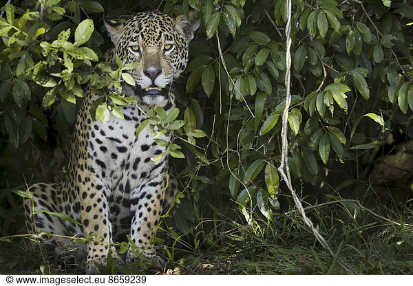 Jaguar  ein Jungtier  das aus dem Laub im Wald in Brasilien hervorschaut
