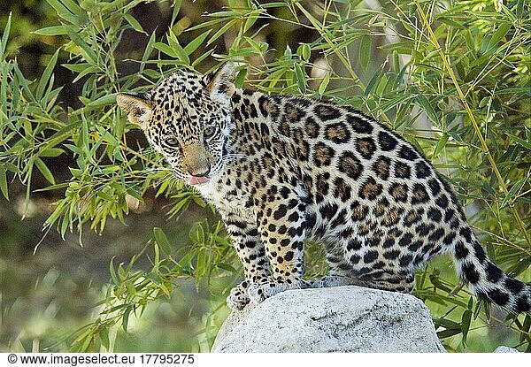 Jaguar  Jaguare (Panthera onca)  bedrohte Tierart  Raubkatzen  Raubtiere  Säugetiere  Tiere  Jaguar baby