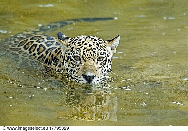 Jaguar  Jaguare (Panthera onca)  bedrohte Tierart  Raubkatzen  Raubtiere  Säugetiere  Tiere  Jaguar cub swimming