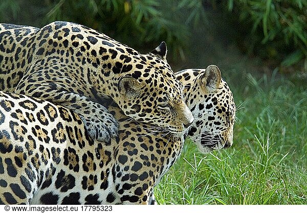 Jaguar  Jaguare (Panthera onca)  bedrohte Tierart  Raubkatzen  Raubtiere  Säugetiere  Tiere  Jaguar two playing