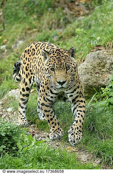 Jaguar (Panthera onca)  adult  wachsam  pirschend  captive