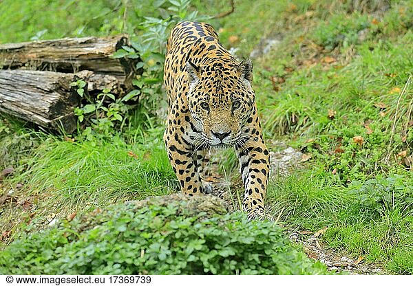 Jaguar (Panthera onca)  adult  wachsam  pirschend  captive